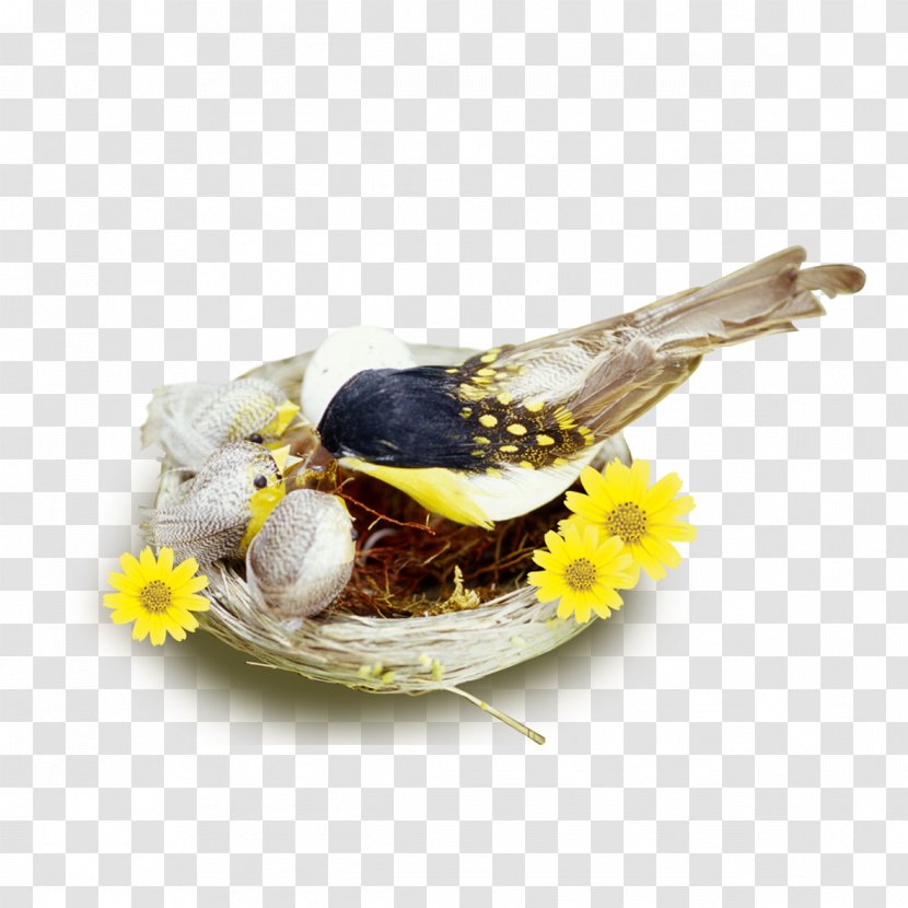 Edible Birds Nest Pillow Icon - Information - In Bird Transparent PNG