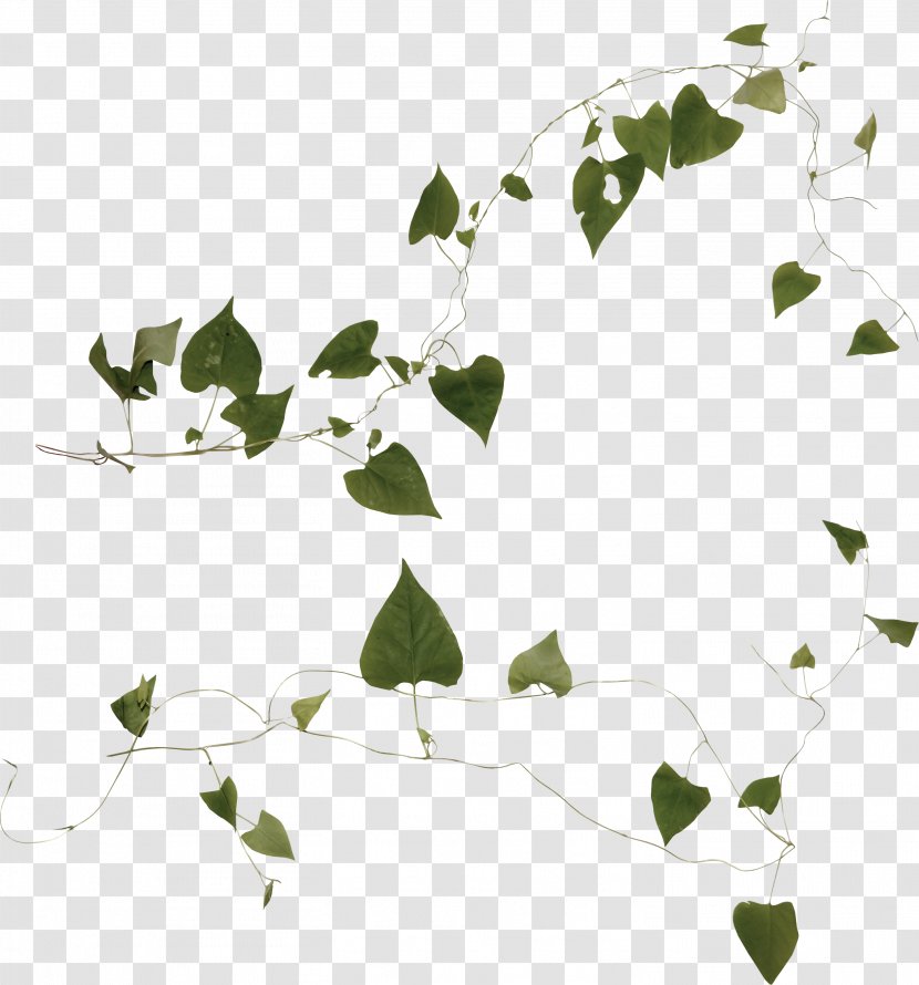 Plant Liana Ivy Clip Art - Flora Transparent PNG