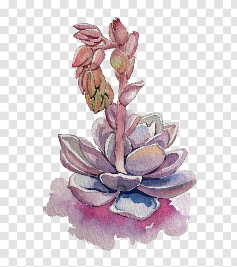 Succulent Plant Purple - Color - Fleshy Transparent PNG