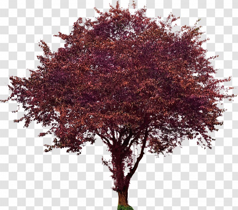 Tree Plant Woody Leaf Maple - Soapberry Family Flower Transparent PNG