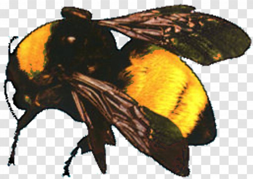 Flower Boy Who Dat Odd Future Song Album - Bee Transparent PNG