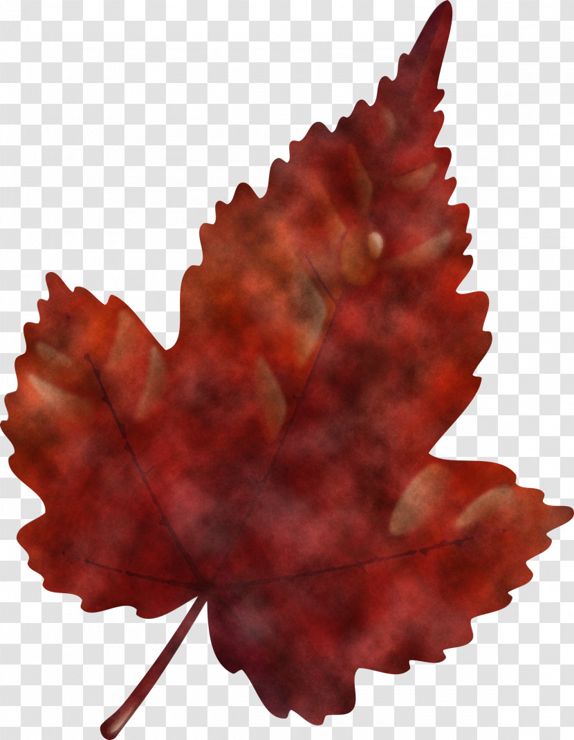 Maple Leaf Transparent PNG