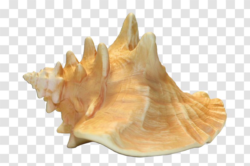 Queen Conch Seashell Shankha Transparent PNG