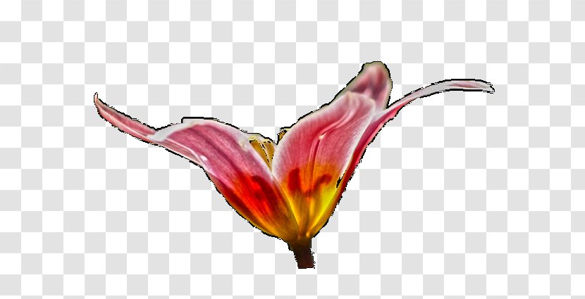 Tulip Cut Flowers Petal - Flowering Plant Transparent PNG