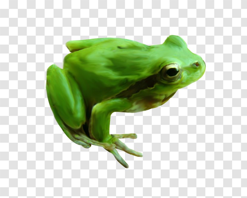 American Bullfrog True Frog Image - Toad Transparent PNG