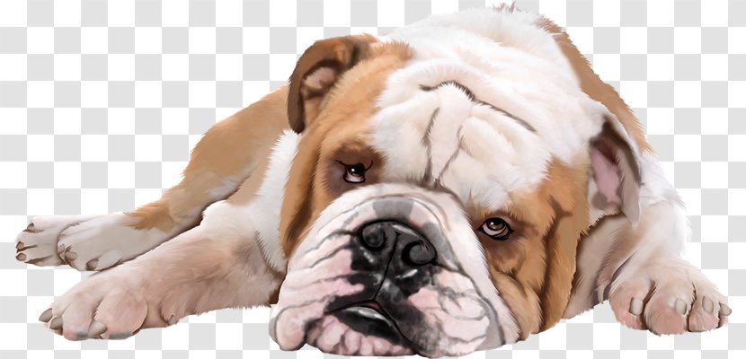 Dog Puppy Pet - Mammal Transparent PNG