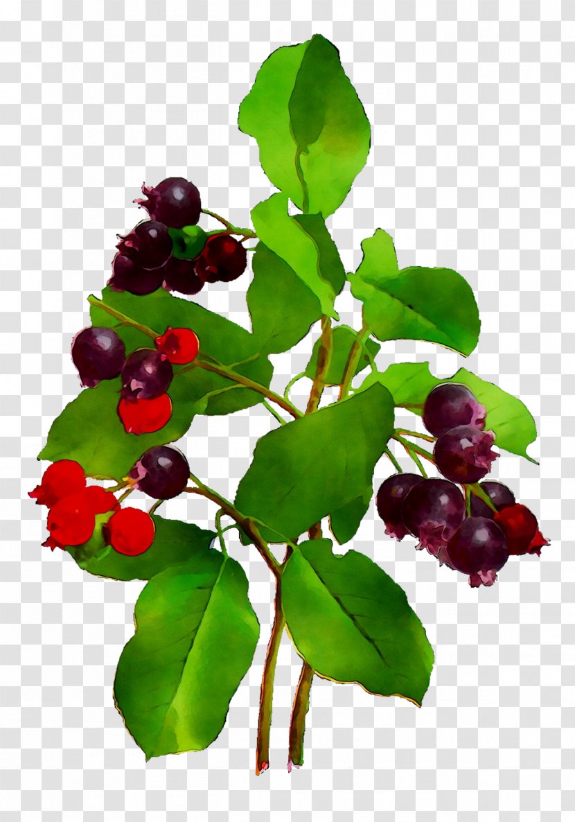 Lingonberry Bilberry Huckleberry Chokeberry Five-flavor Berry - Chokecherry Transparent PNG