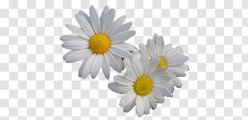 Oxeye Daisy Flower Margarida Transvaal - Chrysanths Transparent PNG