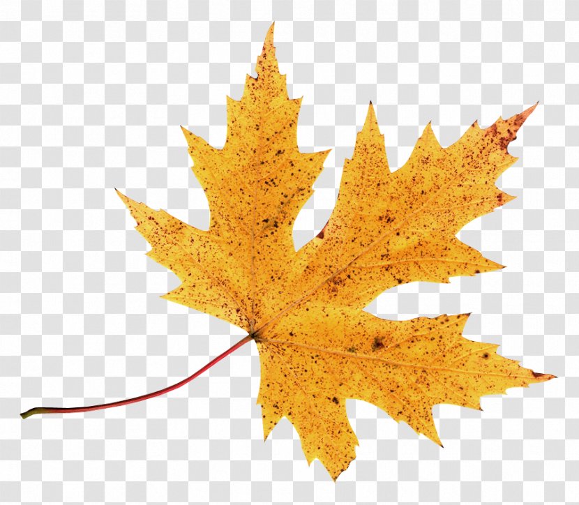 Autumn Leaf Color Clip Art - Maple Tree Transparent PNG