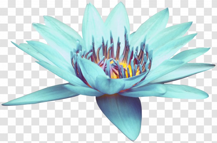 Blue Download - Sacred Lotus - Open Transparent PNG