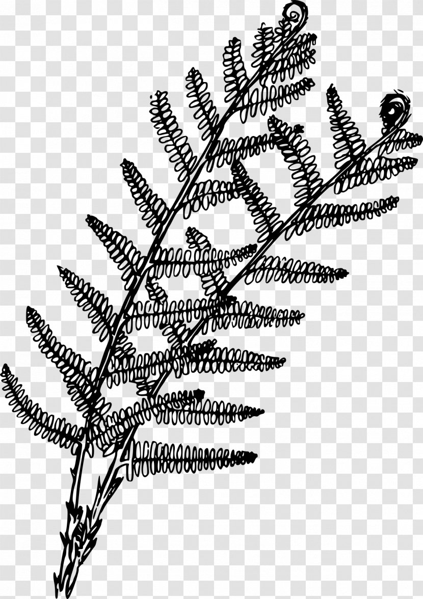 Fern Coloring Book Plant Drawing - Ferns Transparent PNG