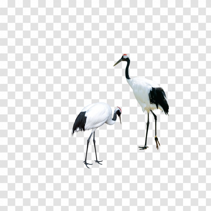 Red-crowned Crane Bird Siberian - Like - White Transparent PNG