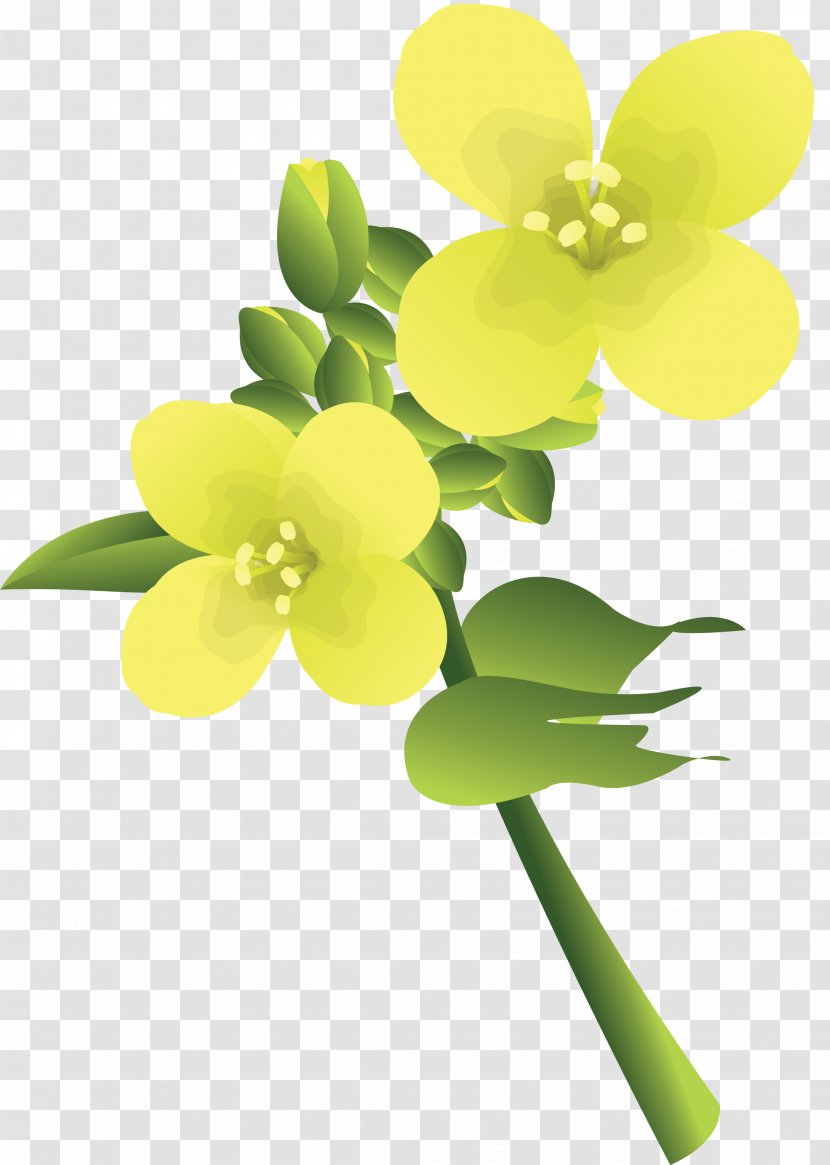 Flower Drawing - Plant Transparent PNG