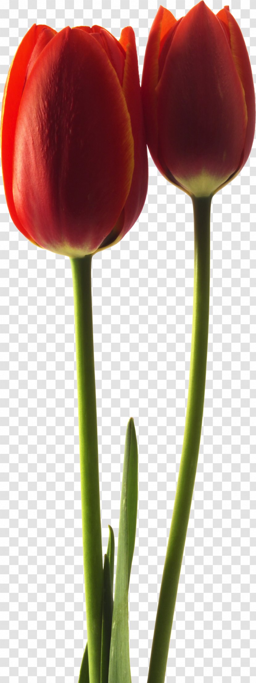 Tulip Plant Stem Puthandu Bud Petal - Closeup Transparent PNG