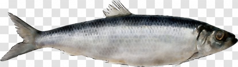 Fish Products Oily Forage - Wet Ink - Bonyfish Milkfish Transparent PNG