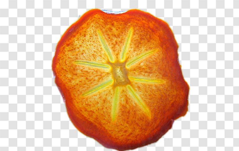 Tangerine Mandarin Orange Clementine Tangelo Rangpur - Persimmon Transparent PNG
