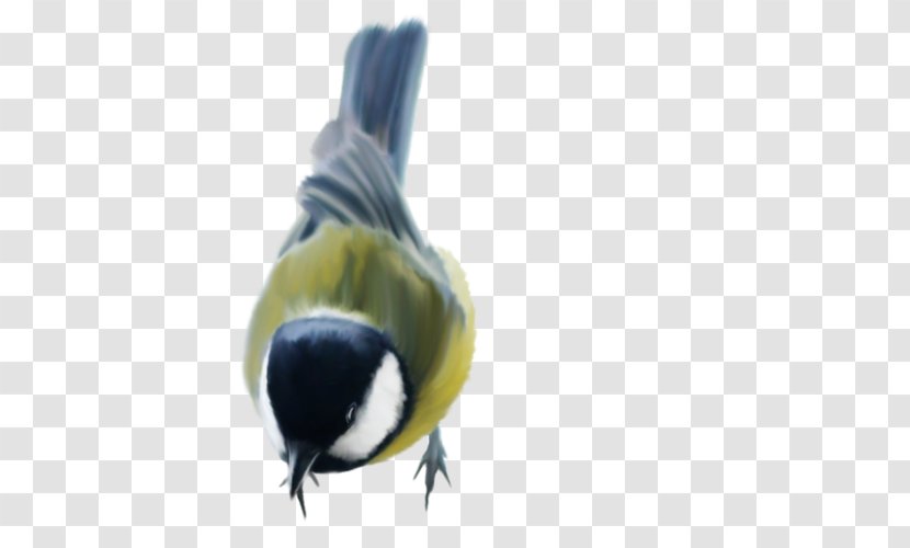Beak Bird Budgerigar Feather Cygnini - Chickadee Transparent PNG