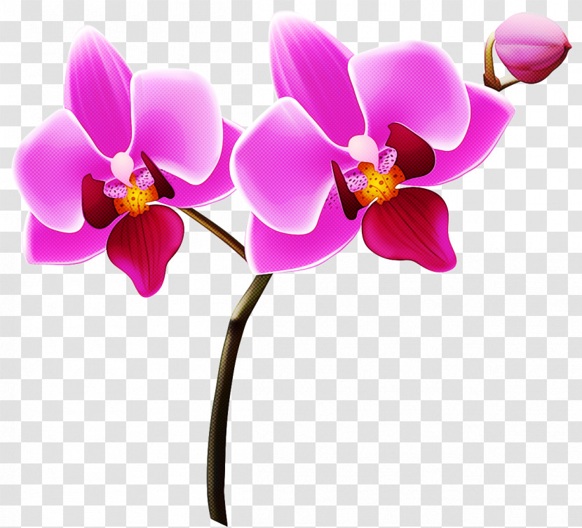 Phalaenopsis Equestris Flower Orchids Logo Cut Flowers Transparent PNG