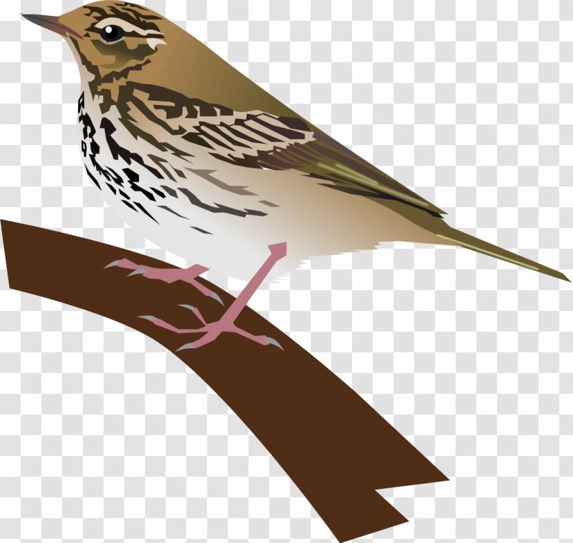 House Sparrow Bird Finch American Sparrows - Beak - Olive Transparent PNG