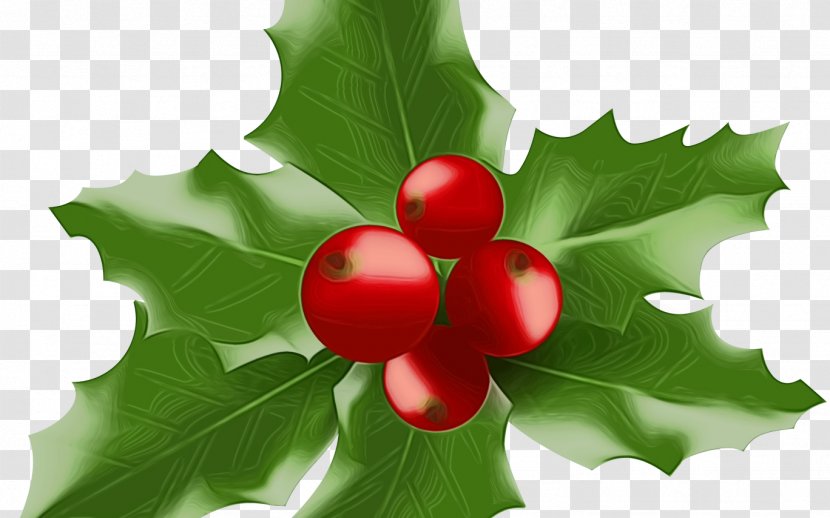 Holly - Green - Hollyleaf Cherry Woody Plant Transparent PNG