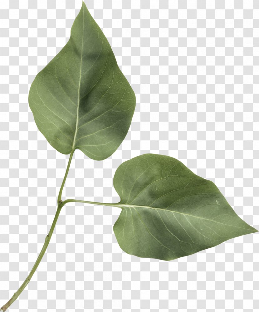 Green Leaf Background - Tacamahac Terminalia Catappa Transparent PNG