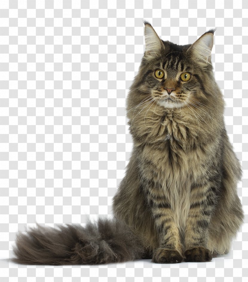 Maine Coon Exotic Shorthair Turkish Angora Raccoon - Carnivoran Transparent PNG