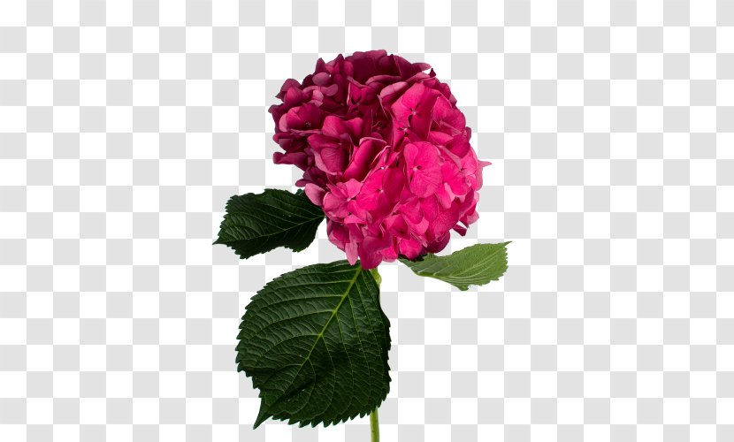 Cabbage Rose Hydrangea Garden Roses Floribunda Cut Flowers - Pink - Hydrangeaceae Transparent PNG