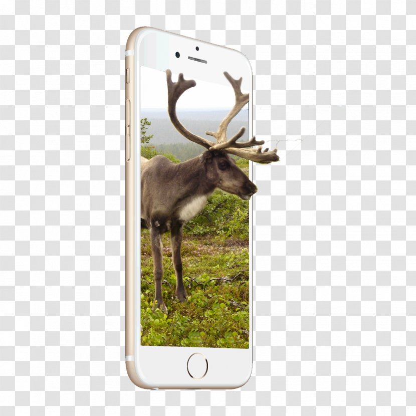 Reindeer Cat Antler Desktop Wallpaper - Animal Transparent PNG