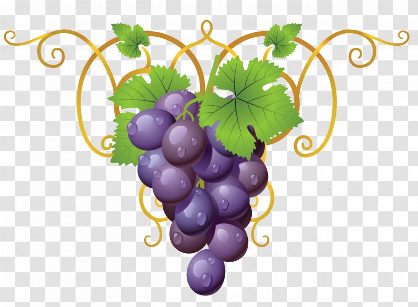 Common Grape Vine Wine Clip Art - Fruit - Transparent Decorative Drawing Transparent PNG