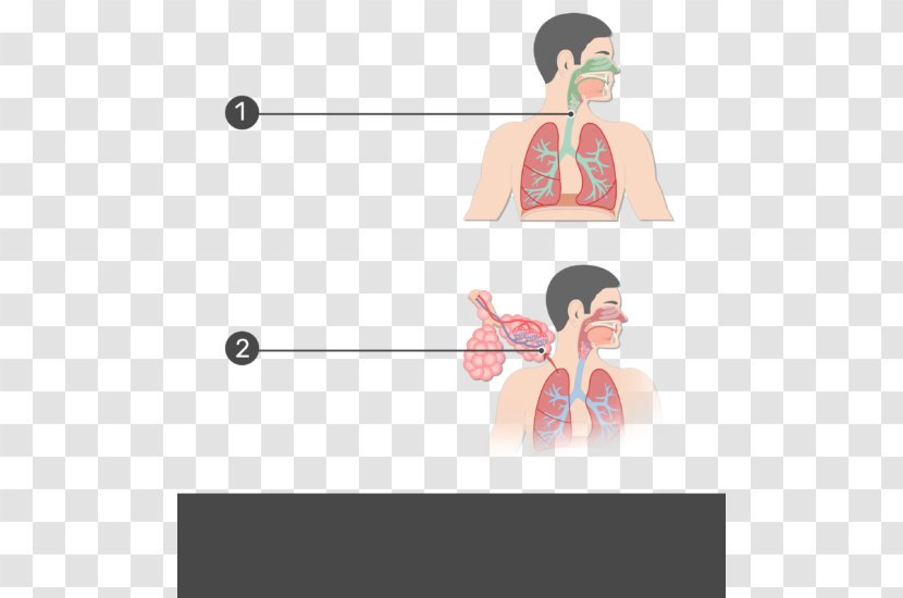 Respiratory Tract Anatomy System Pulmonary Alveolus - Silhouette Transparent PNG