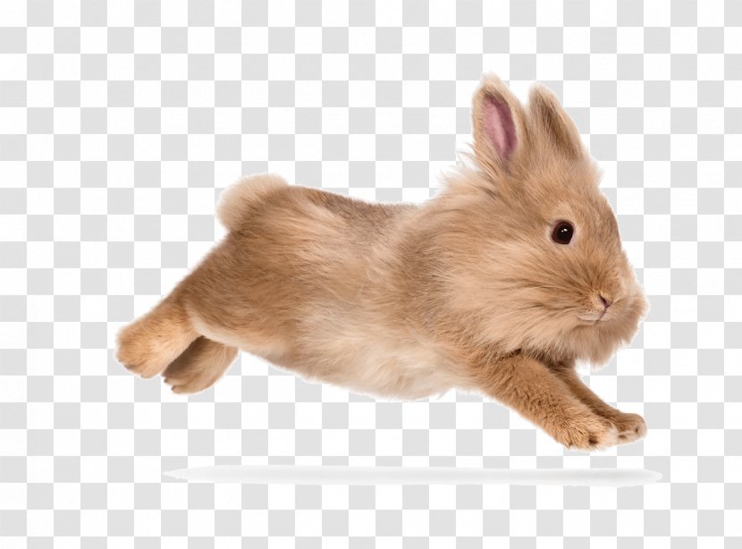 Domestic Rabbit Hare Whiskers Fur - Fauna Transparent PNG