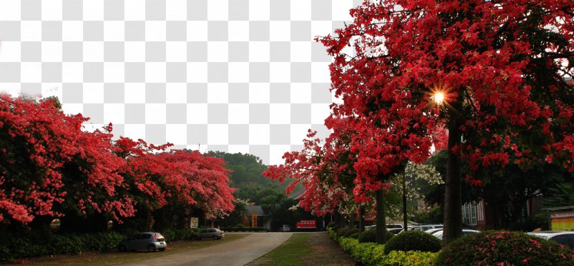 Panzhihua Guangzhou Bombax Ceiba Paineira Flower - Bombacaceae - Road On Both Sides Of The Kapok Tree Transparent PNG