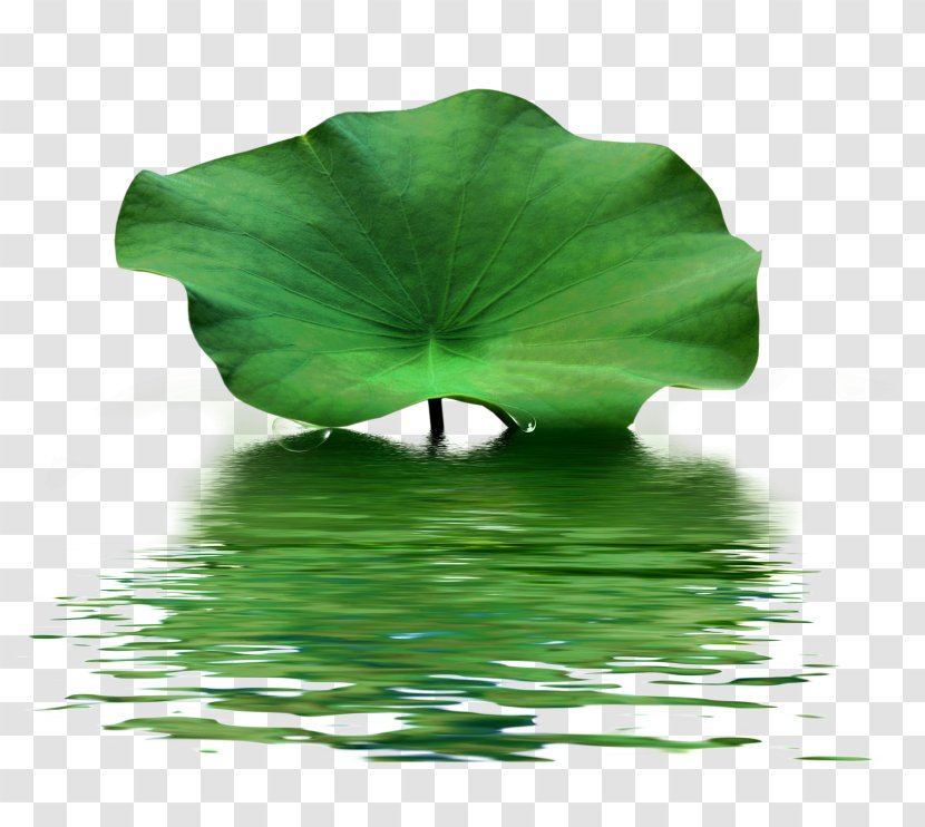 Nelumbo Nucifera Lotus Effect Creative Watercolor Leaf - Green Transparent PNG