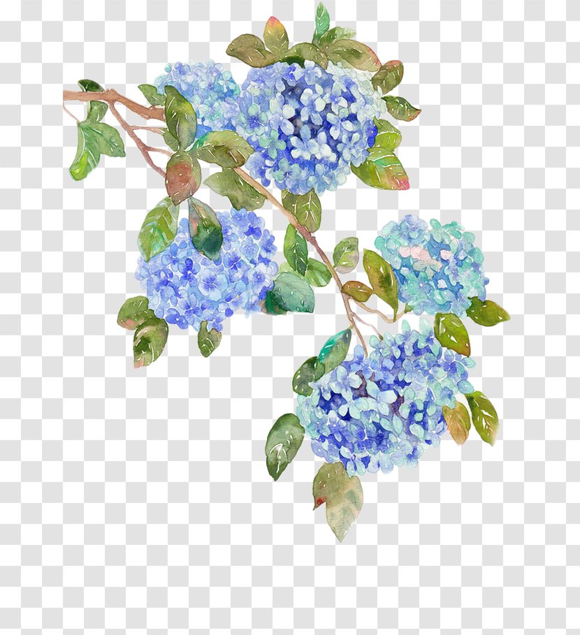 Flower Hydrangea - Flora - Purple Transparent PNG