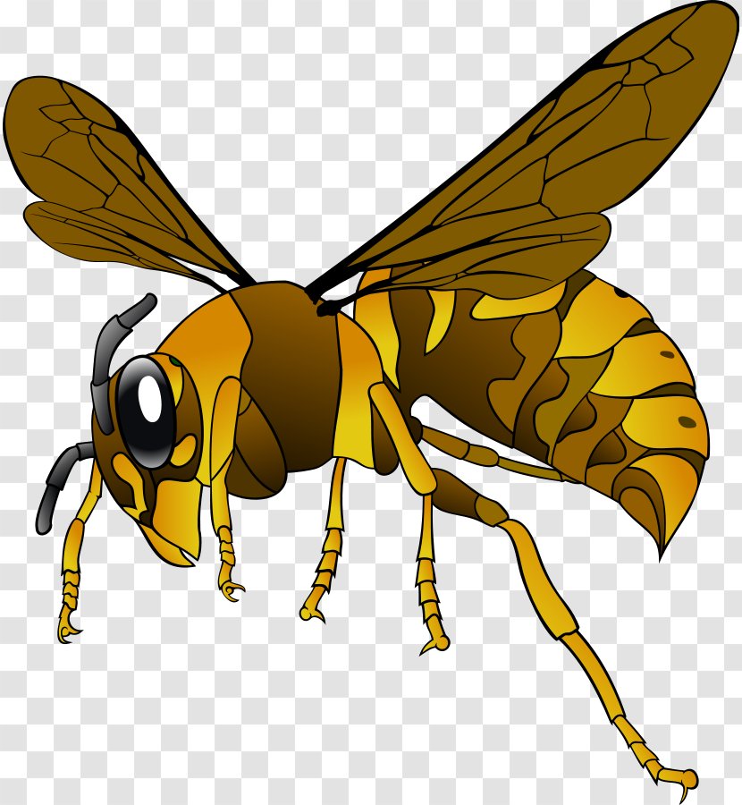 Vespa Simillima Bee Insect European Hornet Clip Art - Pest - Clipart Transparent PNG