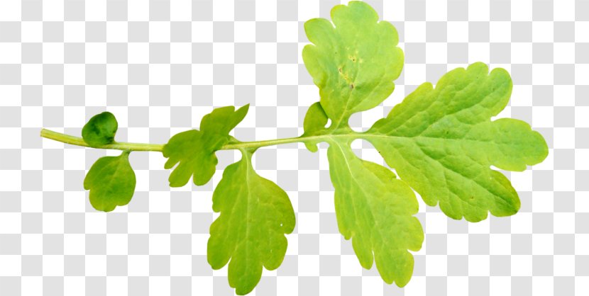 Leaf - Branch - Leaves Transparent PNG