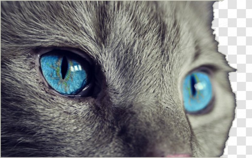 Cat Kitten Felidae Light Eye - Heart - Blue Cat's Transparent PNG