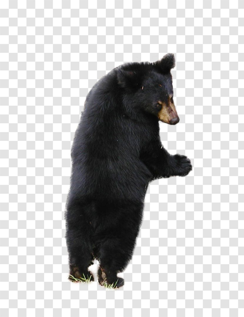 American Black Bear Brown Polar - Heart - Baby Transparent PNG