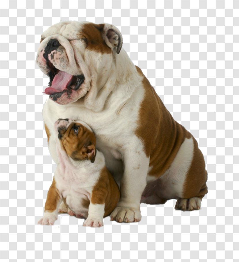 Toy Bulldog Dorset Olde Tyme Bulldogge English American Valley - Dog Breed Group - French Old Pug Transparent PNG