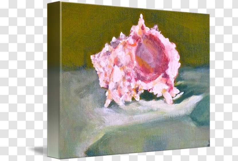 Still Life Photography Watercolor Painting Conch Seashell Transparent PNG
