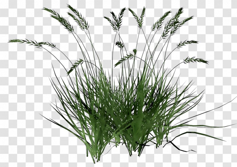 Clip Art Image Festuca Glauca Aquatic Plants - Ornamental Grass Transparent PNG