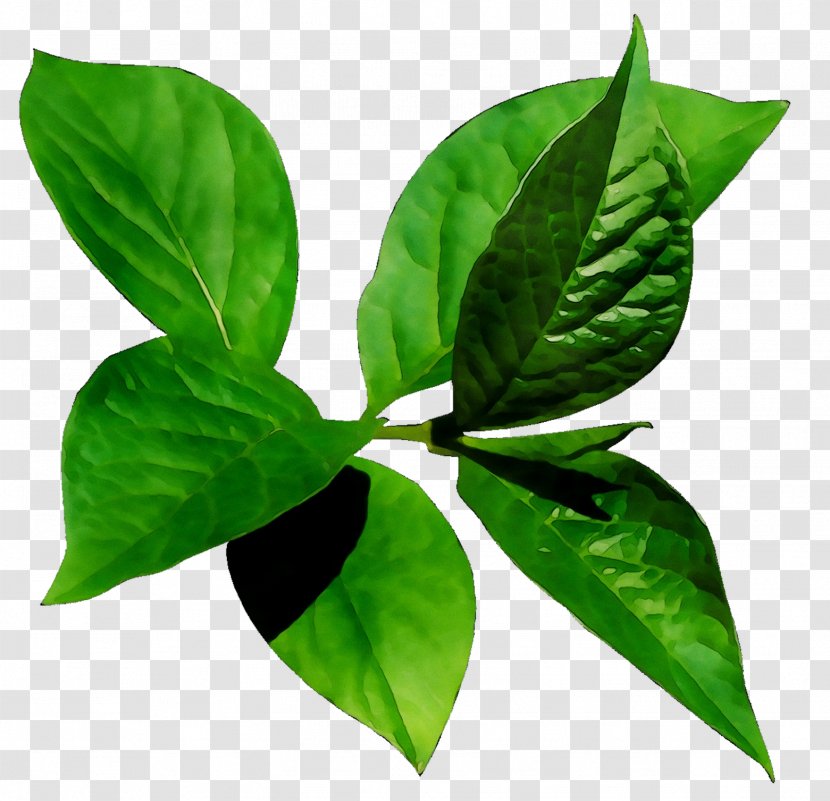 Leaf Plant Stem - Houseplant Transparent PNG