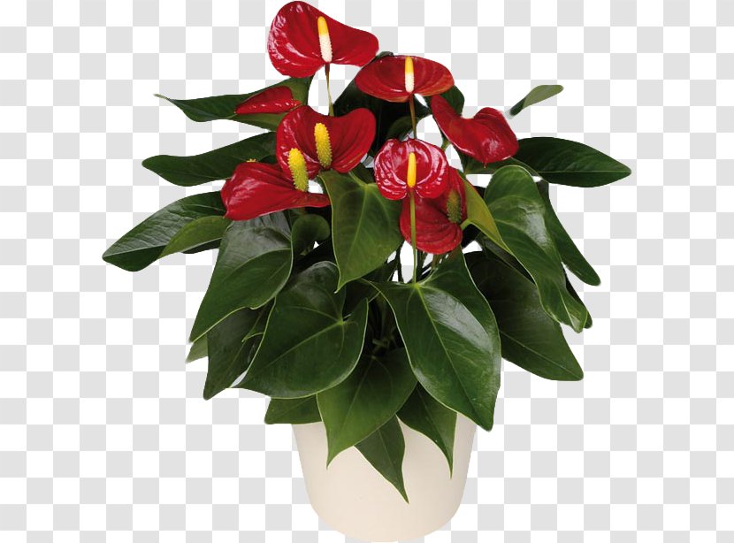 Anthurium Andraeanum Houseplant Flower Ornamental Plant - Daisybush - Monstera Transparent PNG