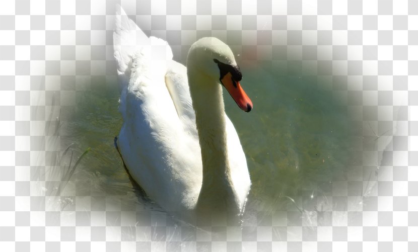 Cygnini Duck Desktop Wallpaper Beak Transparent PNG