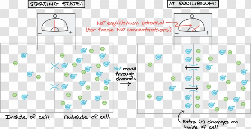 Cell Membrane Resting Potential Hyperpolarization - Text - Honda Z50r Transparent PNG