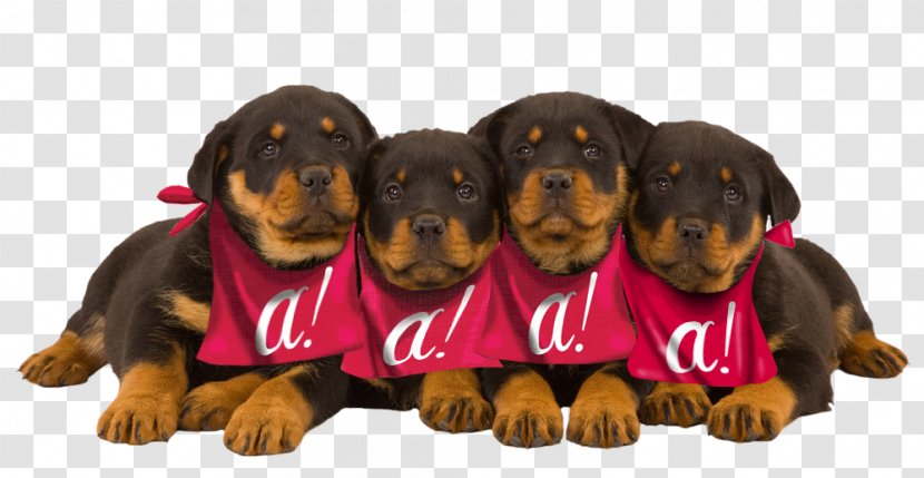 Rottweiler Puppy Dog Breed Cat Veterinarian - Snout Transparent PNG