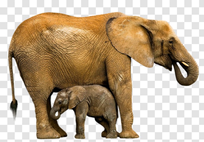Indian Elephant African Animal Elephantidae Wildlife - Child Pic Transparent PNG