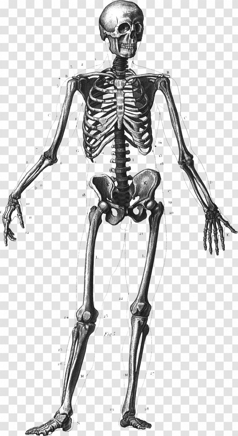 Human Skeleton Body Anatomy Bone - Cartoon Transparent PNG