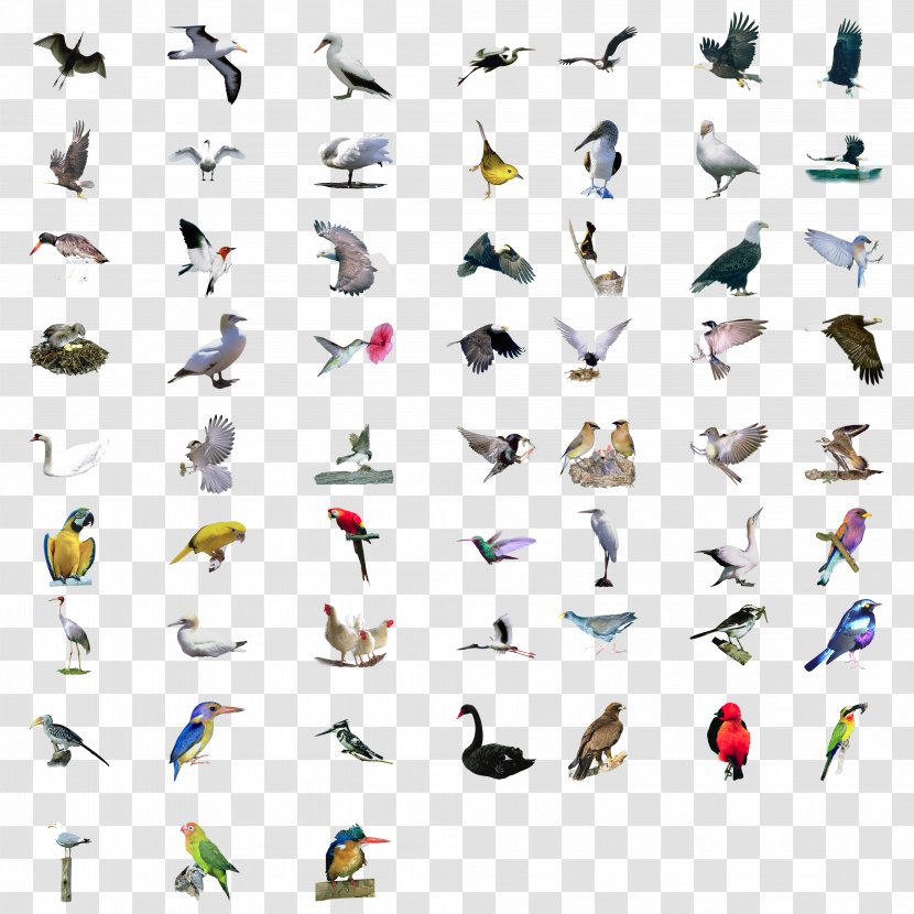 Bird Eurasian Magpie Set - Technology - Various Gestures Collection Of Birds Transparent PNG