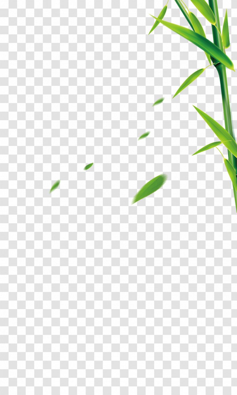 Bamboo Grass Bamboe - Area Transparent PNG